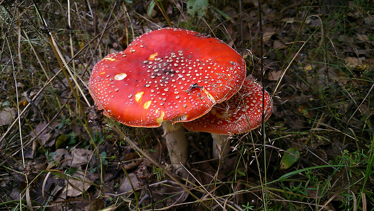 mushrooms, amanita, forest