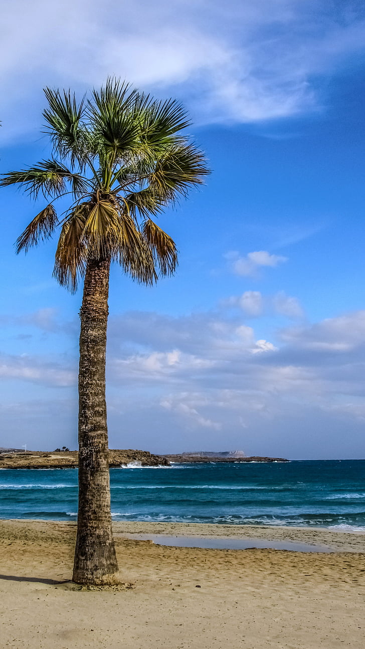 palm tree, beach, sand, sea, paradise, scenic, sky