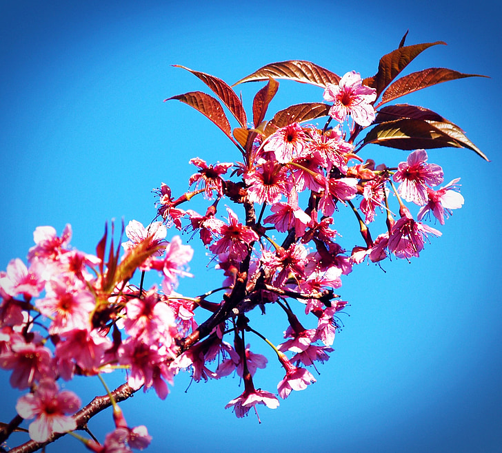 Prunus cerasoides, cseresznye vadon élő Himalája, Sakura-Thaiföld, virágzás: phu lom lo mountain, Phitsanulok, Thaiföld, tavaszi