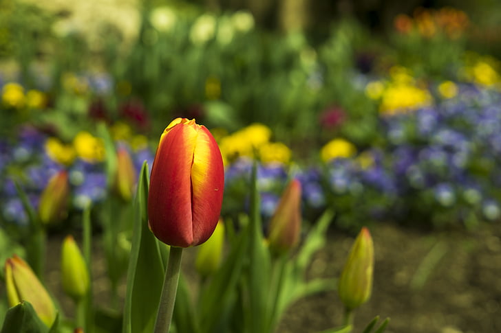 tulipány, Tulipán, jaro, květ, květiny, červená, Příroda