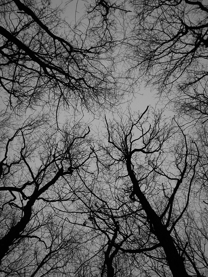 medis, tekstūros, medžiai, rudenį, pilka, tamsus, Gamta
