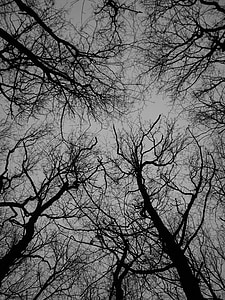 albero, trama, alberi, autunno, grigio, scuro, natura
