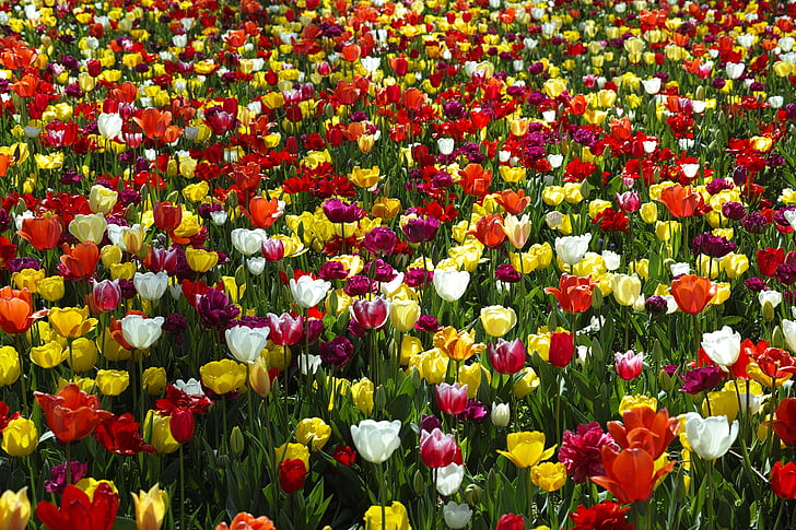 fleur, tulipes, belle, fleurs, nature, plante, macro