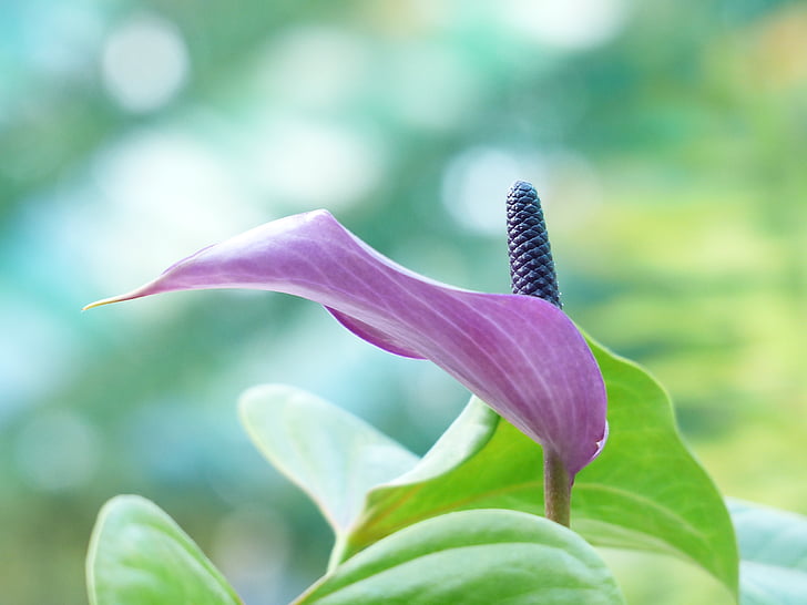 Spathiphyllum, hoja vaginal, flor, flor, floración, púrpura, violeta