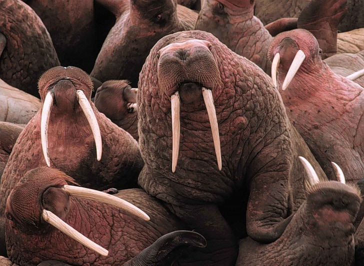 pacific walruses, tusks, large, blubber, flippers, whiskers, fat