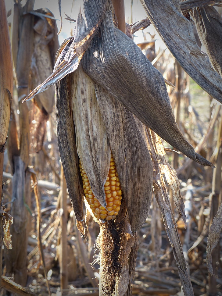 corn, dry, corn on the cob, close, nature, withers, agriculture