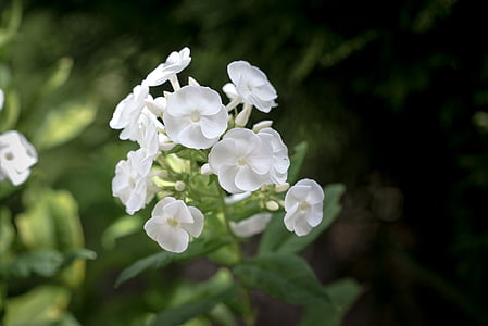 Phlox, plamen květ, řecké valerian rostlina, květ, květiny, bílá, bílé květy