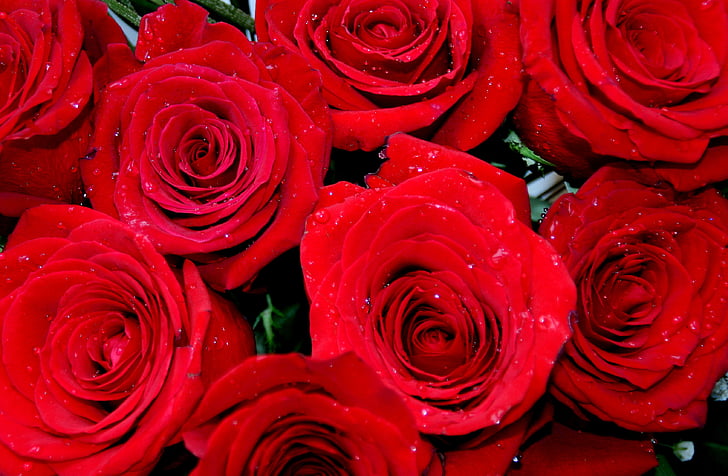 rose, red, dew, petals, flower