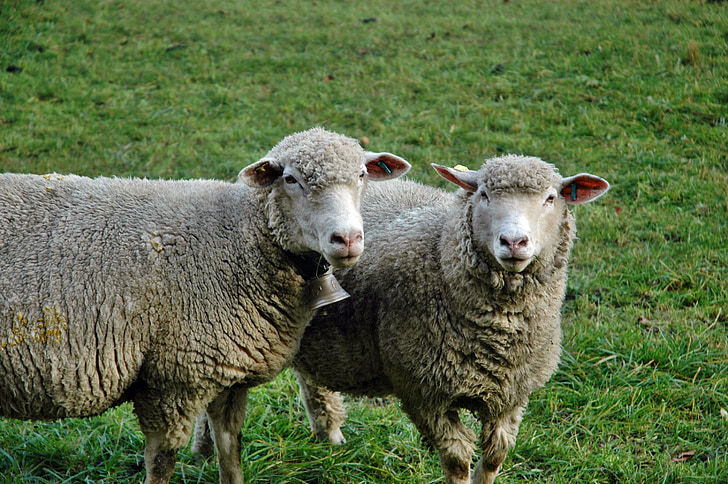 sheep, pasture, livestock