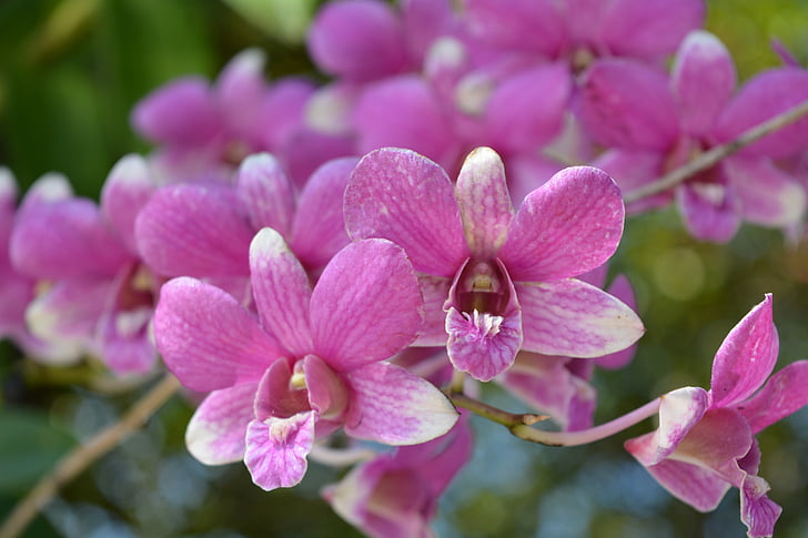 virágok, rózsaszín, Thai orchid, dús rózsaszín, fa, tavaszi, természet