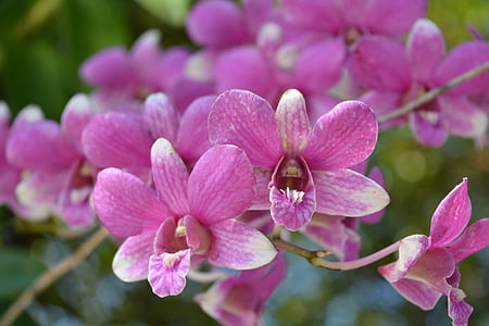 цветя, розово, тайландски orchid, изобилие розови, дърво, Пролет, природата