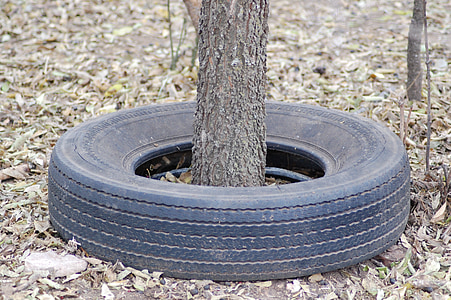 neumático, árbol, antiguo, caucho, rueda, muy crecido, al aire libre