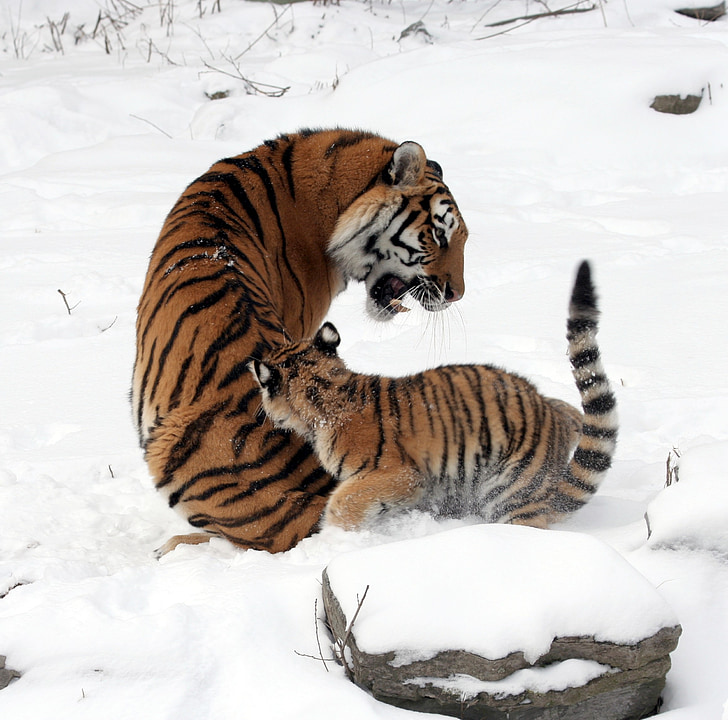 เสือ, แม่, หญิง, ลูก, หิมะ, ฤดูหนาว, แมวใหญ่