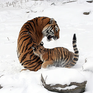 tijgers, moeder, vrouw, Cub, sneeuw, winter, grote kat