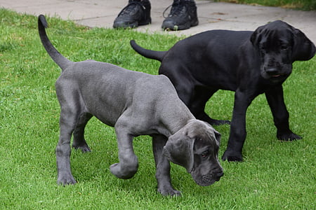 개, 강아지, 덴마크 종의 큰 개, 블랙, 애완 동물, walkies 이동