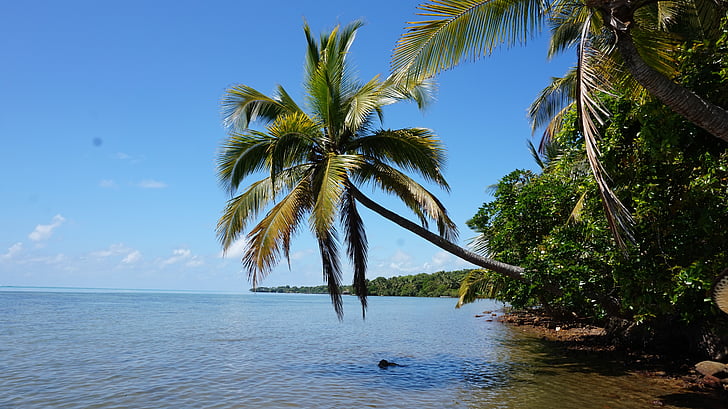 beach, palma, the coast, palm trees, view, lazur
