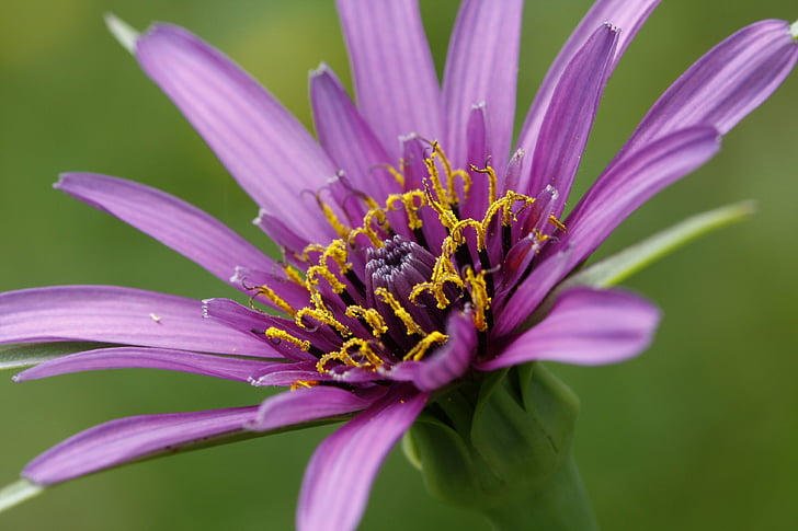 цветок, фиолетовый, макрос