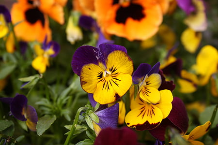 viooltje, viooltjes, macro, Geel viooltje, Tuin viooltje, lente, tweejarige plant