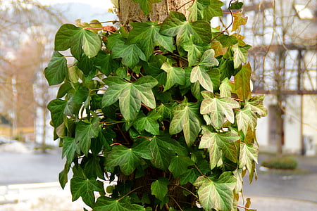 Ivy, grøn, bjergbestiger, blade, fælles vedbend, Entwine, vinstokke