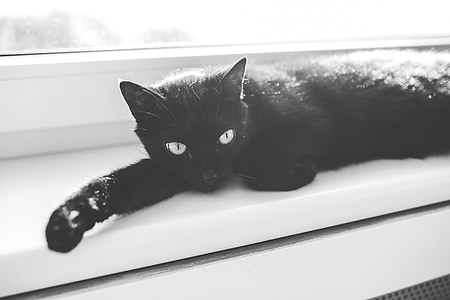 mačka, črna, oči, živali, živali, leži, videti