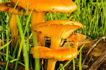 Toadstool, fungo, natura, autunno, funghi