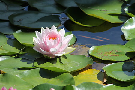 water lilly, flower, water, pond, plant, white, oriental