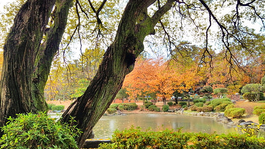 autumn, park, landscape, wood, tree, leaf, nature