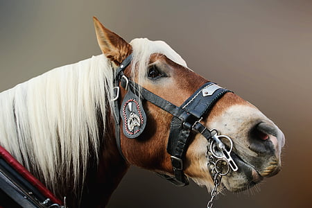 hobune, Sulgege, Hobuse pea, loomade portree, looma, ninasõõrmed, silmad