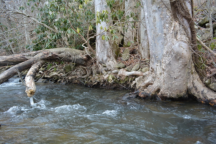 river, tree, root, outside, landscape, nature, water