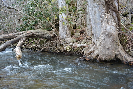 řeka, strom, kořenový adresář, mimo, krajina, Příroda, voda