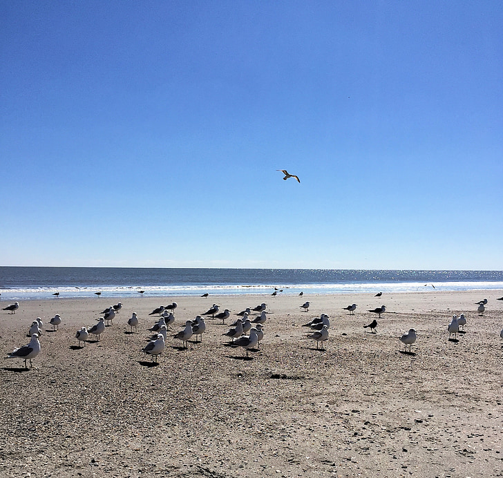 ocean, seagulls, beach, water, sea, bird, coast