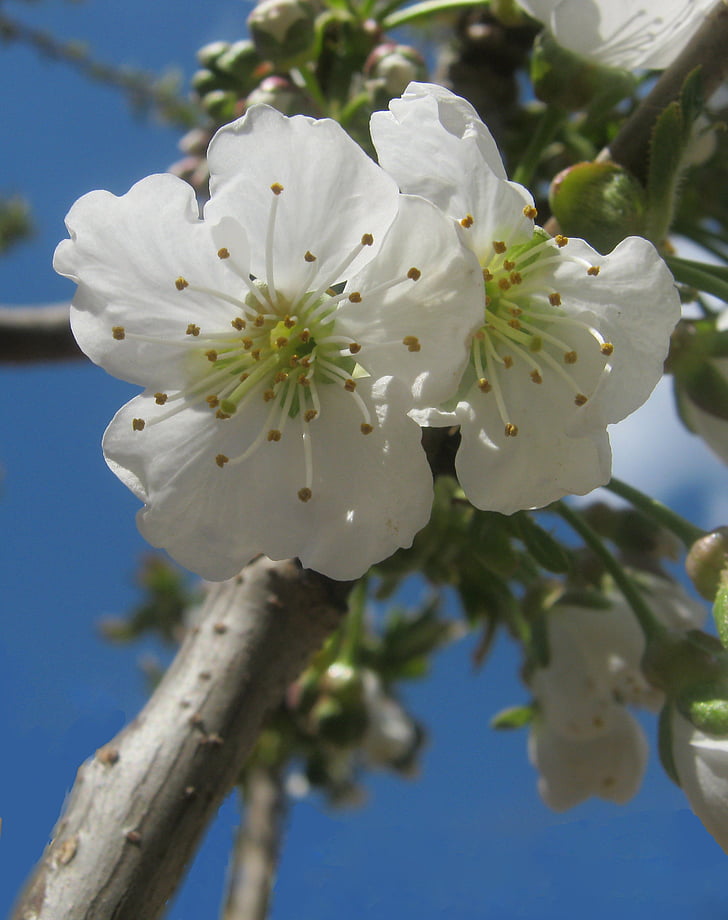 kirsi õied, valge, kevadel, õis, Bloom, lihavõtted, puude pügamine