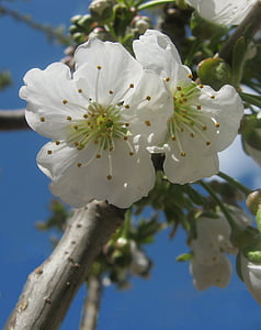 körsbärsblommor, vit, våren, Blossom, Bloom, påsk, beskärning av träd