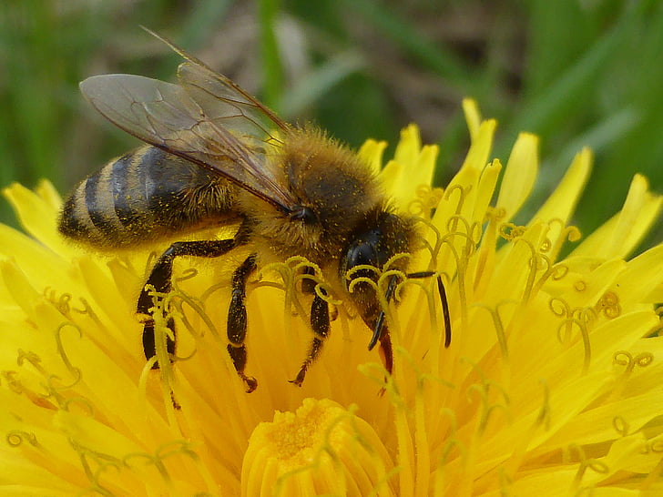 dandelion, bee, nature, spring, logs