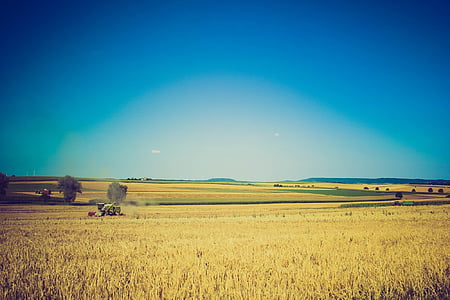 agriculture, cereals, combine harvester, cornfield, farming, field, grain
