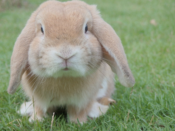 Bunny, jänes, lihavõtted, PET, looma, Nunnu, jumalik