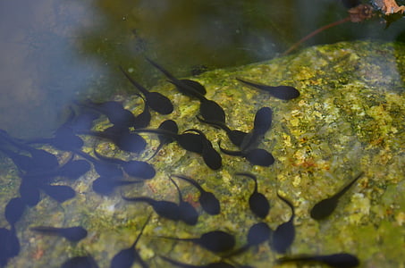 tadpoles, 연못, 물, 개구리