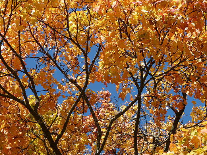 эстетические, Осень, раскраски, филиалы, красивая, Природа, Кленовые листья