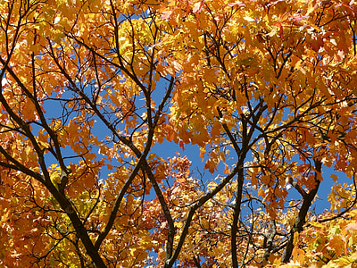 thẩm Mỹ, mùa thu, màu, chi nhánh, Đẹp, Thiên nhiên, Maple lá