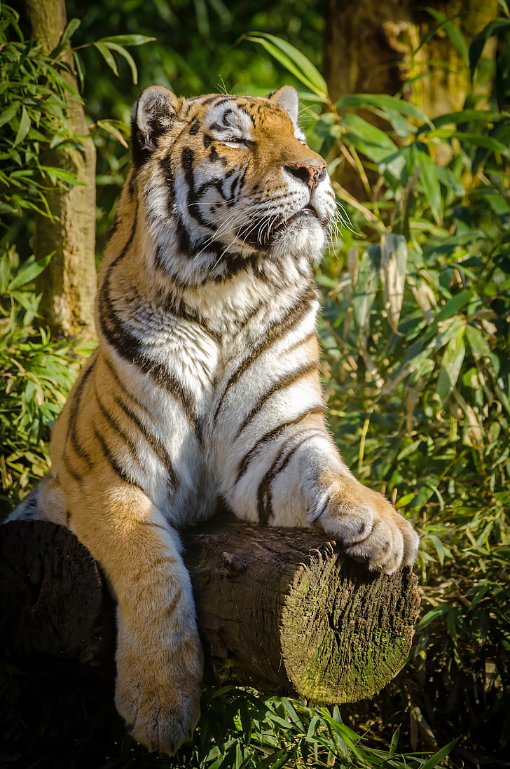 tigre, Stripes, animale, fauna selvatica, selvaggio, natura, gatto
