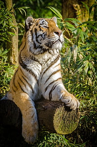 tigris, csíkok, állat, vadon élő állatok, vadon élő, természet, macska