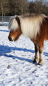 Islandština, kůň, sníh, Island, zvíře