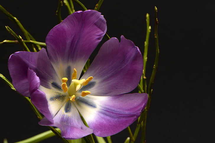 tulipanes, tulpenbluete, flores, violeta, amarillo, Blanco, verde