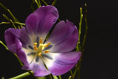 Tulipaner, tulpenbluete, blomster, Violet, gul, hvid, grøn