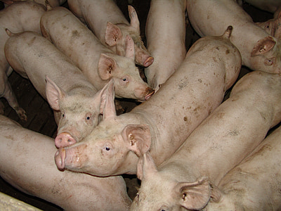 carne de porco, animais, fazenda, porcos, porco, Leitão, porco doméstico