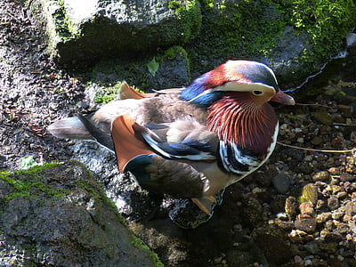 mandarin ducks, duck, bird, water bird, animal, pond, colorful