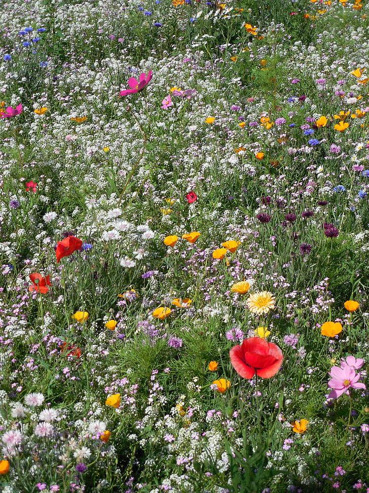 flowers, meadow, flower meadow, summer meadow, summer, colorful, color
