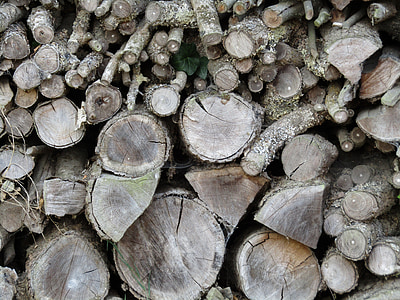 dřevo, protokol, kmen, dřevorubec