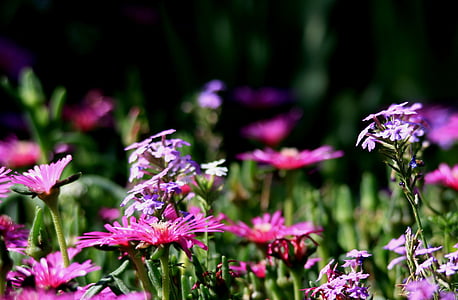 vygies, ziedi, rozā, savvaļas puķes, vībotne, Violeta, dārza