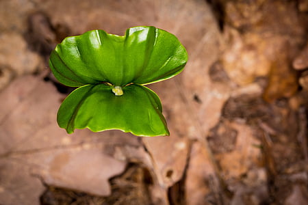 Leaf, dzinējs, zaļa, kontaktdakšu, zēns dzinumi, daba, augu